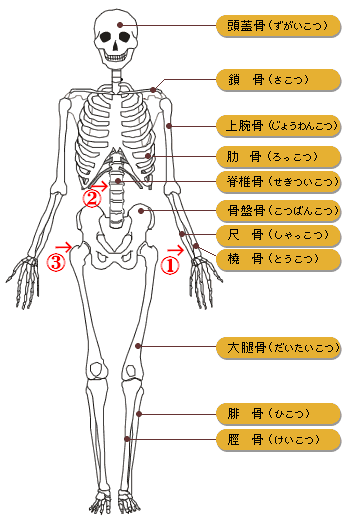 全身骨格イメージ図2
